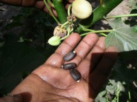 The Jatropha seeds are used as Bio-Kerosene fuel for airplanes