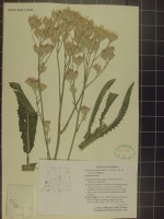 Plant: Goniocaulon