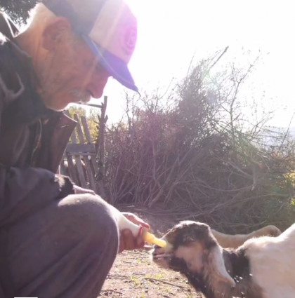 What do you do? Life of a Shepherd